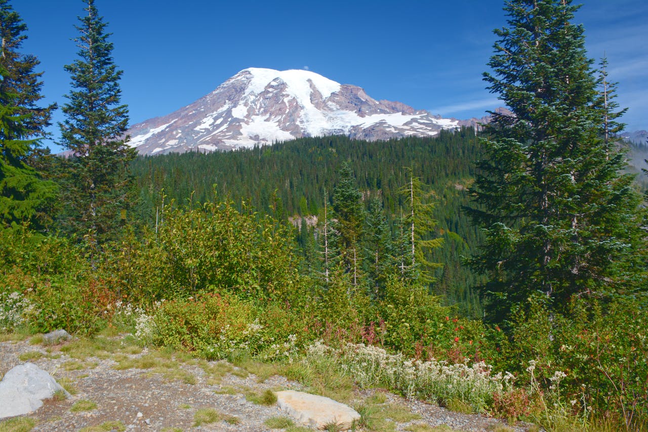 Rainier Summer Montage - Mount Rainier National Park